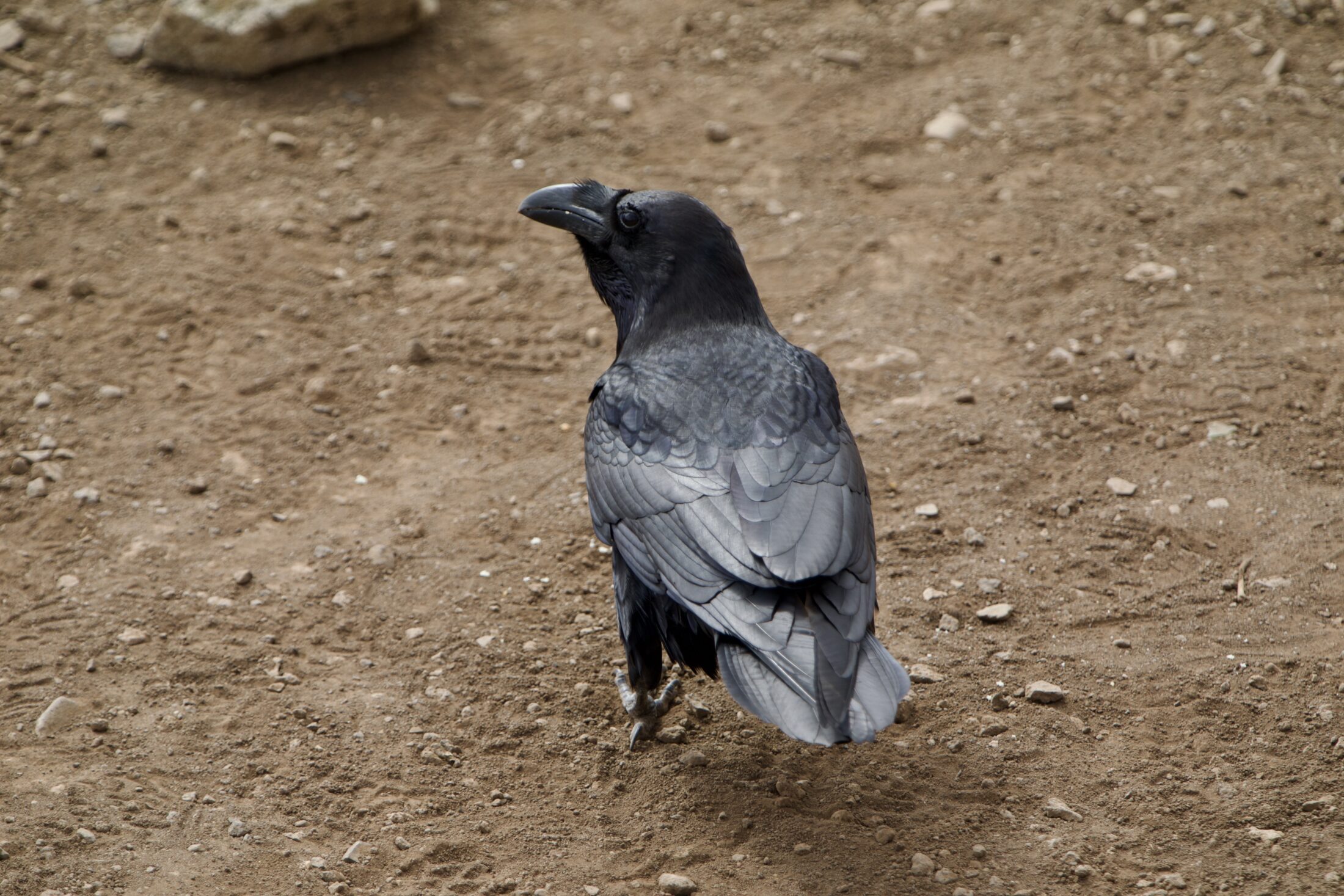 Ein Dohle von hinten aufgenommen auf braunem Boden. Die Federn glänzen leicht. 