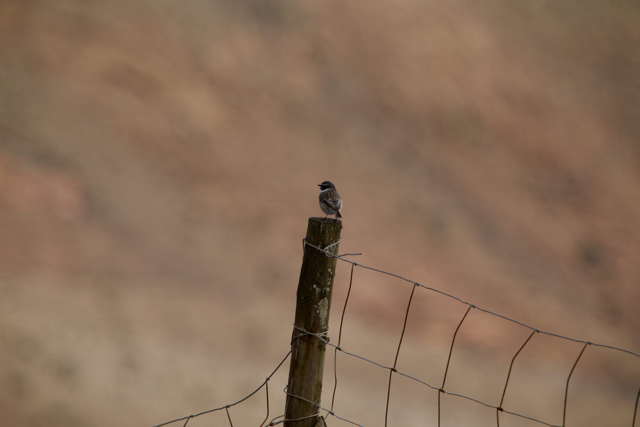 Ein brauner Vogel mit weißem Halsband sitzt auf einem Pfosten von einem Zaun.