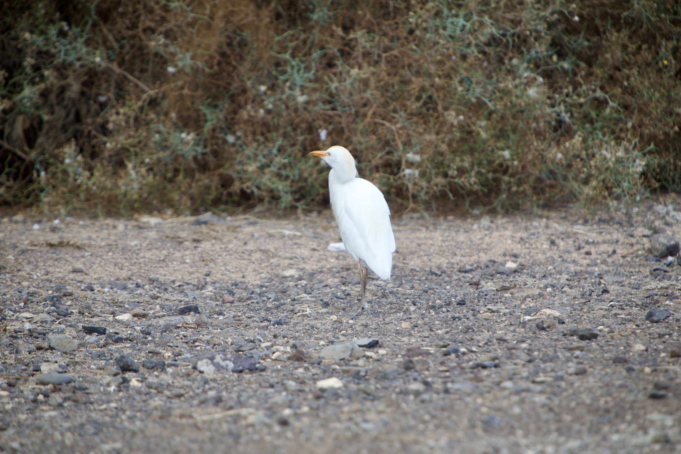 Ein weißer Reiher mit kuzem Hals und orangen Schnabel steht auf dem Boden mit Steinen.