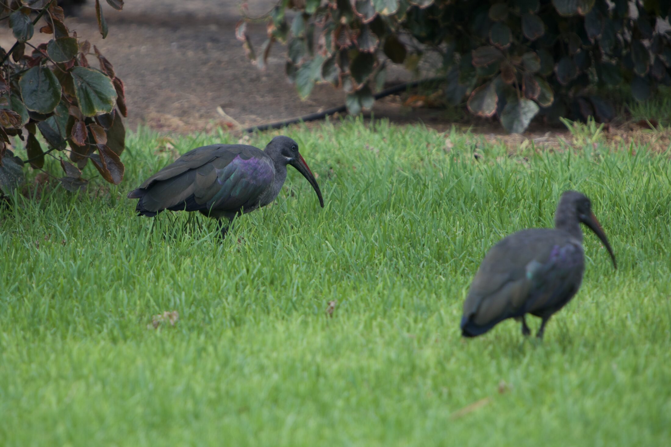2 schwarze Ibisse im grünen Gras