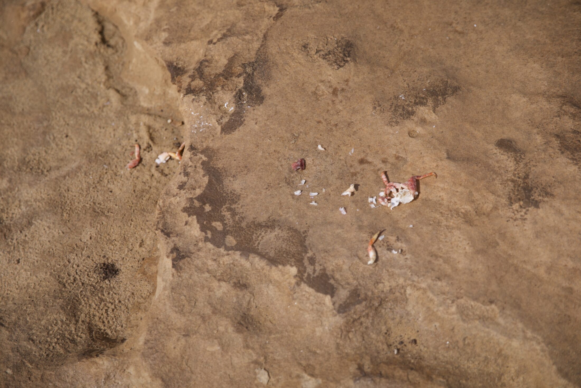 Auf dem Boden liegen verteilt die Überreste einer Krabbe