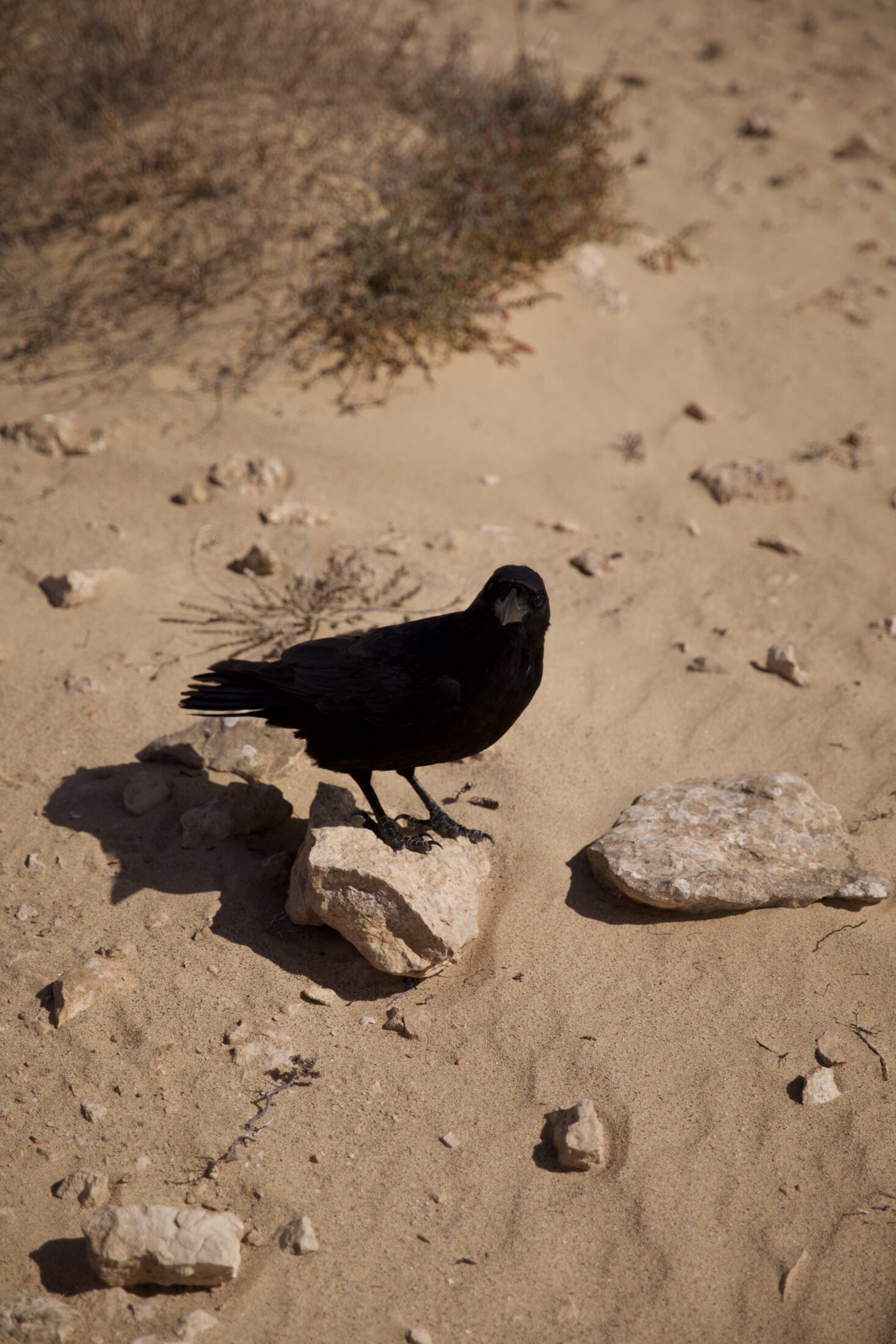 Eine Dohle steht auf einem Stein und neigt ihren Kopf mit Blick in die Kamera