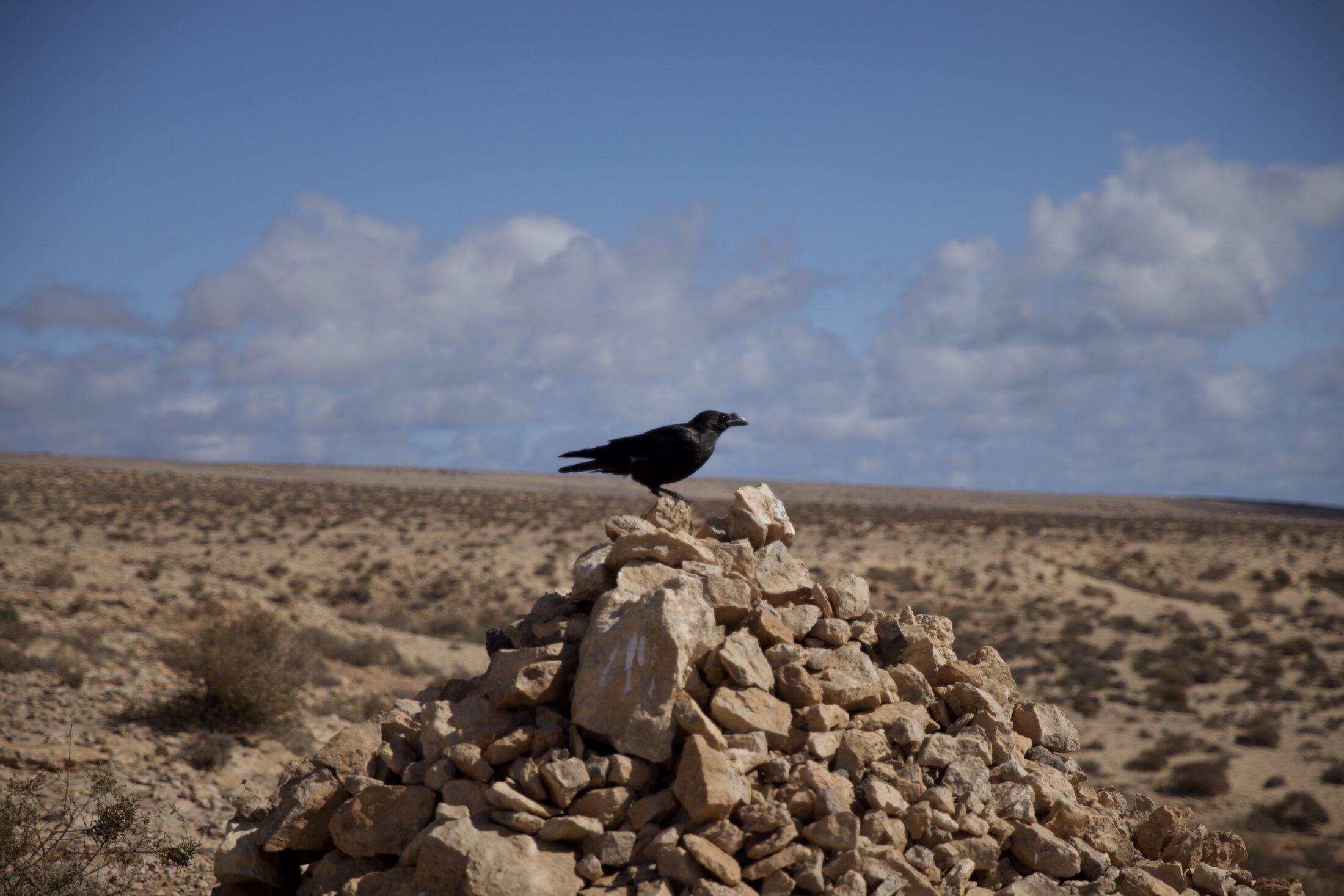 Eine Dohle sitzt auf einem kegelförmigen Steinhaufen. Sie ist von der Seite fotografiert und scheint in die Ferne zu blicken. Rundherum Wüste und trockene Büsche