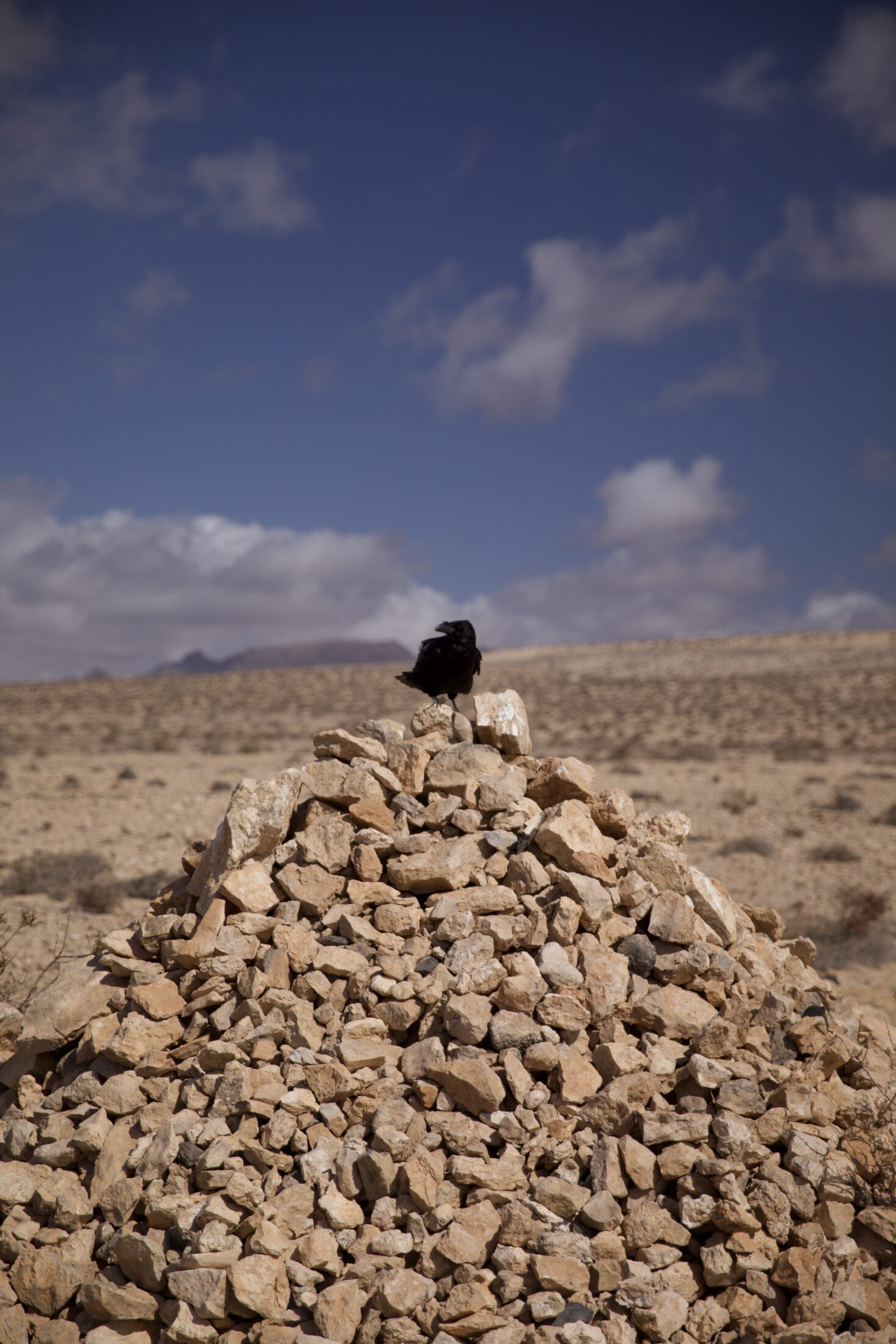 Eine Dohle sitzt auf einem kegelförmigen Steinhaufen. Sie ist von hinten fotografiert, sieht leicht abgewandt nach links und scheint in die Ferne zu blicken. Rundherum Wüste und trockene Büsche