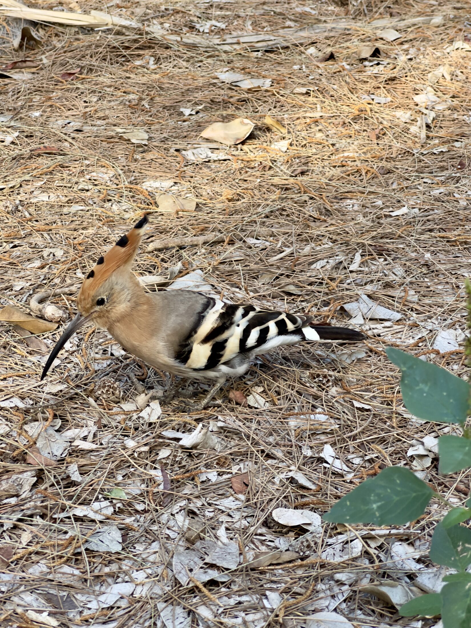 Ein Wiedehopf am Boden. Die anliegenden Flügel sind schwarz-weiß gebändert. Der Körper ist beige-orange-bräunlich. Die Federhaube orange mit schwarzen Tupfern.