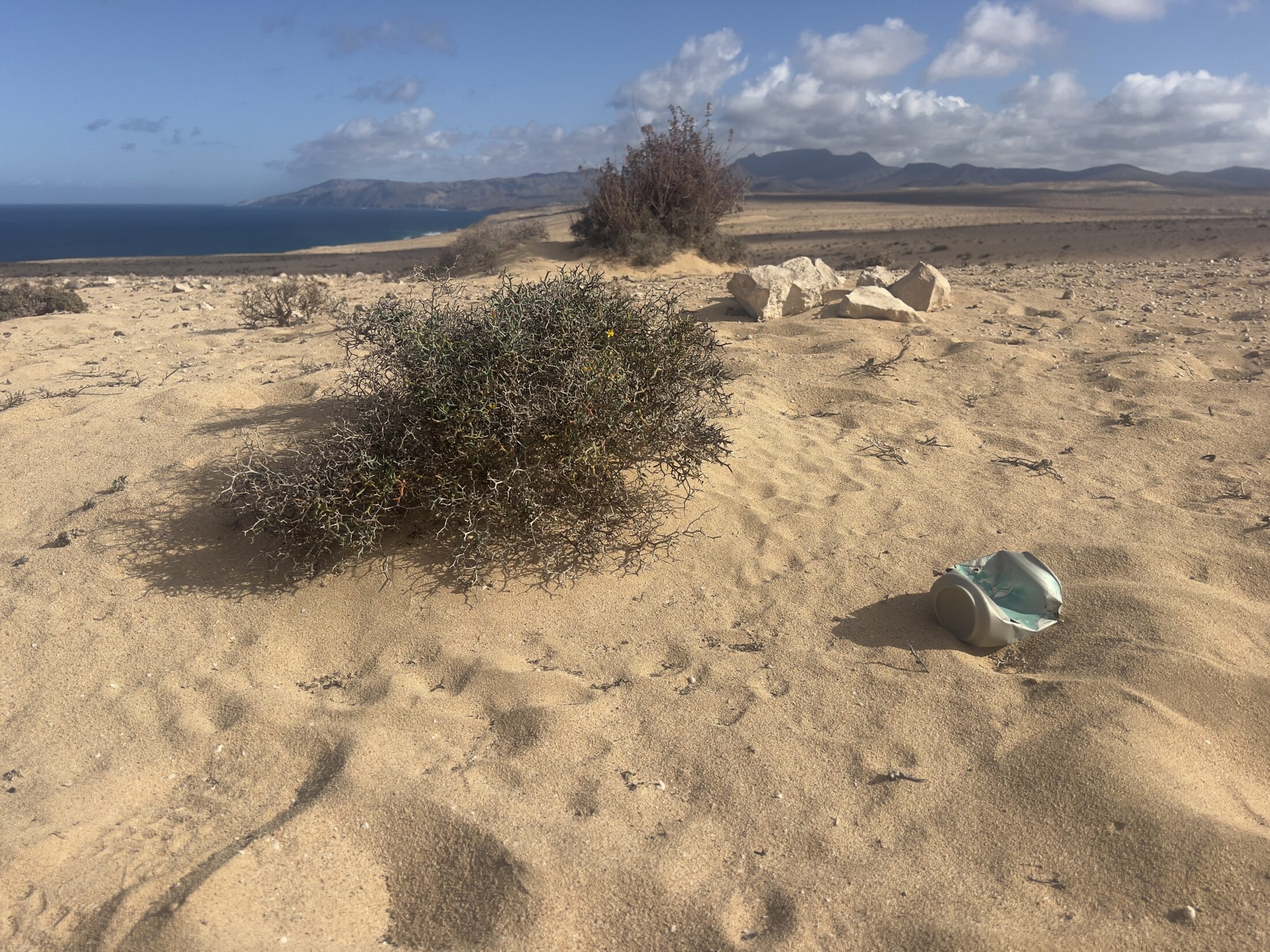 Eine Dose liegt im Wüstensand neben einem trockenen niederen Busch