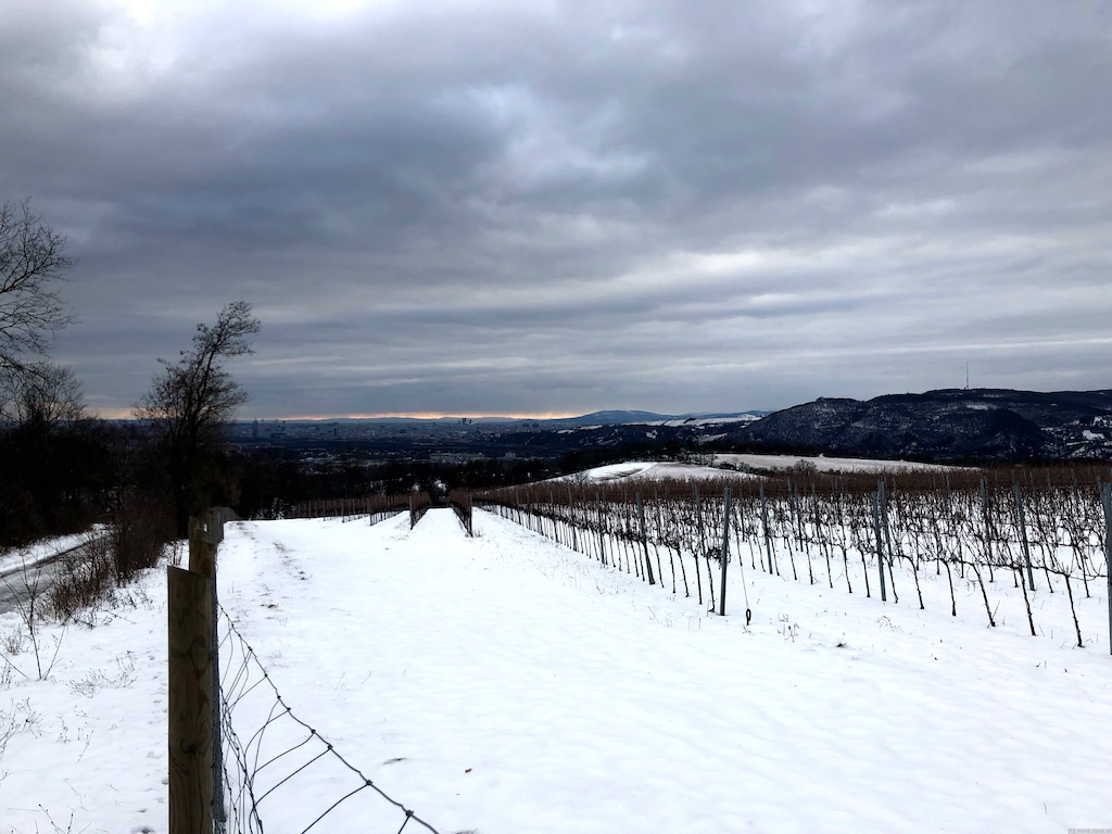 Aussicht auf Wien über einen Weingarten