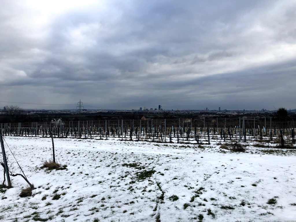 Blick auf Wien über einen Weingarten