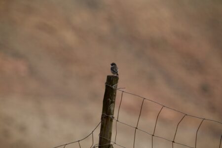 Ein brauner Vogel mit weißem Halsband sitzt auf einem Pfosten von einem Zaun.