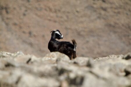Eine Ziege von der Seite. Sie blickt über ihre Schulter retour. Die Steine im Vordergrund, wie auch der Hintergrund sind unscharf.