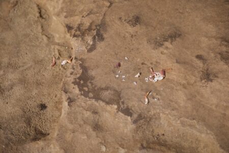 Auf dem Boden liegen verteilt die Überreste einer Krabbe