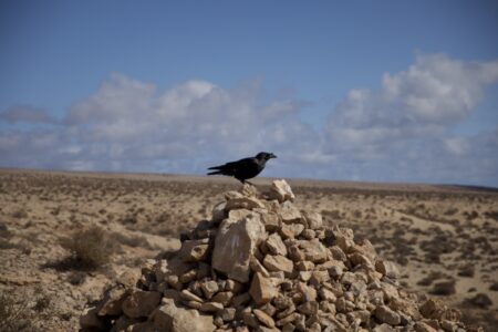 Eine Dohle sitzt auf einem kegelförmigen Steinhaufen. Sie ist von der Seite fotografiert und scheint in die Ferne zu blicken. Rundherum Wüste und trockene Büsche