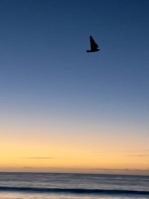 Meer mit Wellen und eine dunkle Möwe fliegt am Himmel. Der Horizont ist bereits orange kurz vor dem Sonnenaufgang