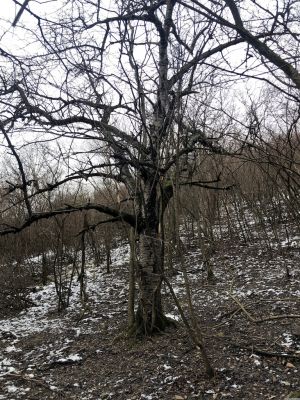 Ein kahler Baum im Wald