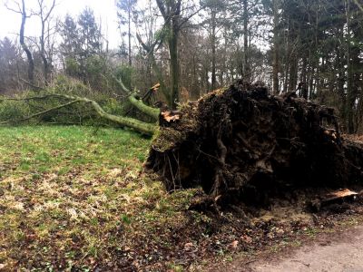 Nach einem Sturm umgefallener Baum
